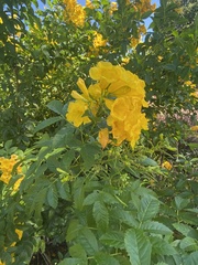 Tecoma stans