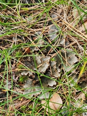 Peltigera rufescens