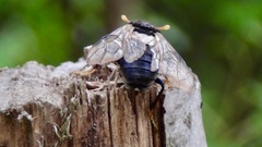 Cimbex femoratus