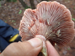 Lactarius subpurpureus