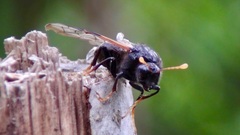 Cimbex femoratus