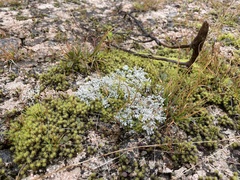 Stereocaulon saxatile