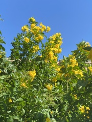 Tecoma stans