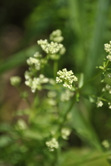 Galium palustre