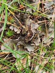 Peltigera rufescens