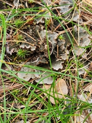 Peltigera rufescens