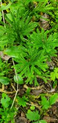 Dendrolycopodium hickeyi