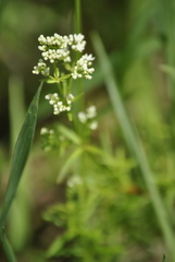 Galium palustre