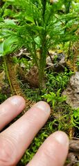 Dendrolycopodium hickeyi