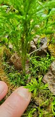 Dendrolycopodium hickeyi