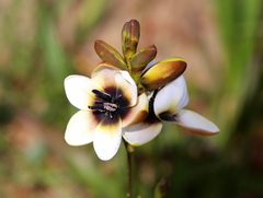 Ixia versicolor