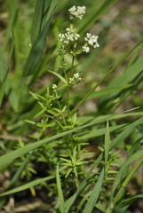 Galium palustre
