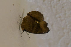 Junonia hedonia