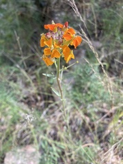 Erysimum