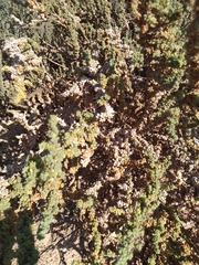 Traganum moquinii