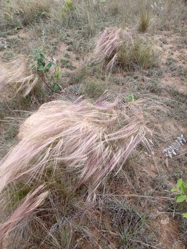 Aristida jubata