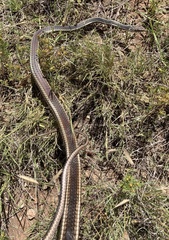 Masticophis taeniatus