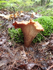 Turbinellus floccosus