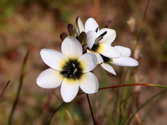 Ixia versicolor