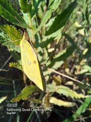 Colias croceus