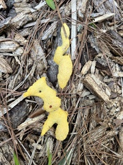 Fuligo septica