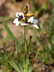 Ixia versicolor
