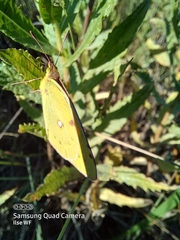 Colias croceus
