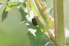 Astylus quadrilineatus
