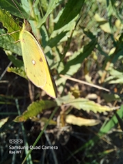 Colias croceus