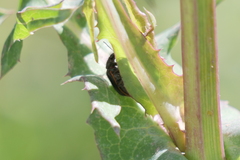 Astylus quadrilineatus