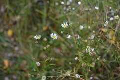 Erigeron strigosus