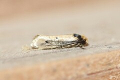 Tinea apicimaculella