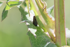 Astylus quadrilineatus