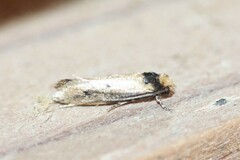 Tinea apicimaculella