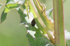 Astylus quadrilineatus