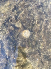 Clibanarius vittatus