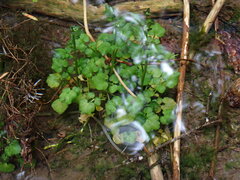 Cardamine breweri