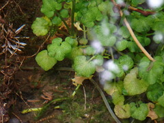 Cardamine breweri