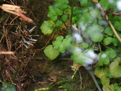 Cardamine breweri