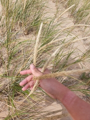 Ammophila breviligulata