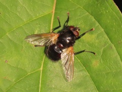 Mesembrina meridiana