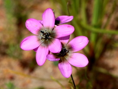 Ixia versicolor