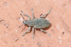 Tanymecus confusus