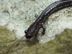 Plethodon wehrlei