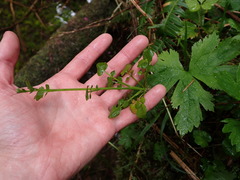 Cardamine breweri