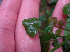 Cardamine breweri