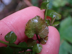 Cardamine breweri