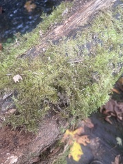 Amblystegium serpens