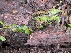 Austrorhytida