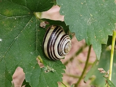 Cepaea nemoralis